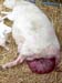 prolapsus uterin_susan_schoenian_www.sheepandgoat.com.jpg