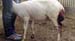prolapsus_uterin_ceva