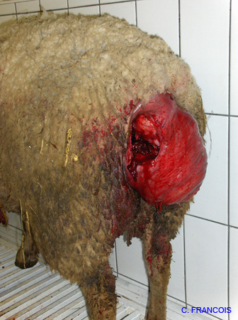 dechirure_prolapsus_vagin
