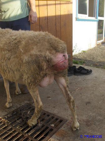 prolapsus_vaginal_brebis2