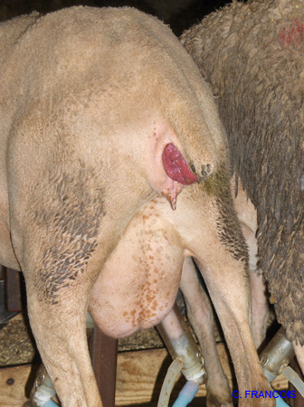 prolapsusrectal