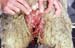 ov_prolapsus_amputation_lesions_vulvovaginales_en_cours_de_guerison