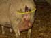 pessaire_en_place_brebis_ginie (1)