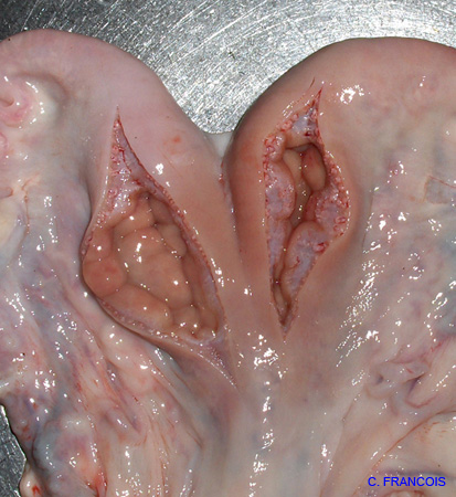 dilatation liquidienne oviducte (2)