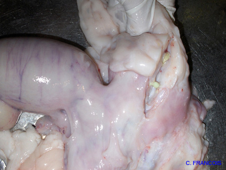 pyometre+reaction_cesarienne