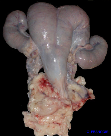 pyometre_peut_etre_Ecoli (1)