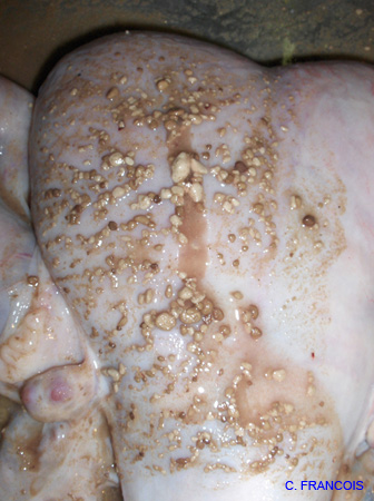 pyometre_peut_etre_Ecoli (2)