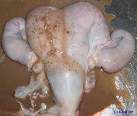 pyometre_peut_etre_Ecoli (6)