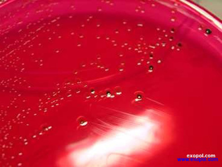 salmonella_abortus_ovis_exopol