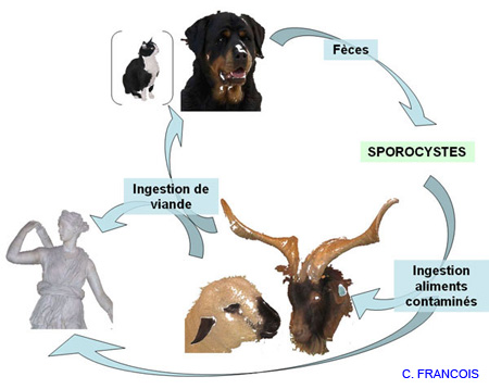 cycle_sarcocystis