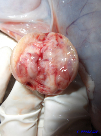 massecol_tumeurovaire_pseudogest_hyperplasieglandulokystique_ov (15)2°ovaire