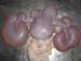 massecol_tumeurovaire_pseudogest_hyperplasieglandulokystique_ov (6)