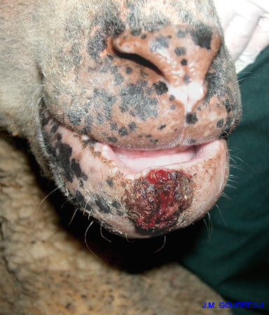 Dermatose ulcéreuse Lèvre 02