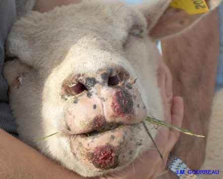 Dermatose ulcéreuse Mouton Lèvres Champignelles Y. Le Boulbin 02 Nov.05