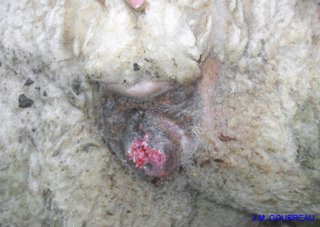 Dermatose ulcéreuse Mouton Vulve Champignelles Y. Le Boulbin 04 Déc.05