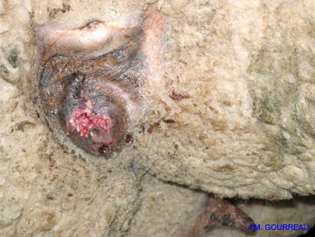 Dermatose ulcéreuse Mouton Vulve Champignelles Y. Le Boulbin 05 Déc.05
