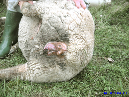Dermatose ulcéreuse Mouton Vulve Champignelles Y. Le Boulbin 06 Déc.05