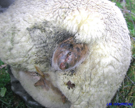 Dermatose ulcéreuse Mouton Vulve Champignelles Y. Le Boulbin 07 Déc.05