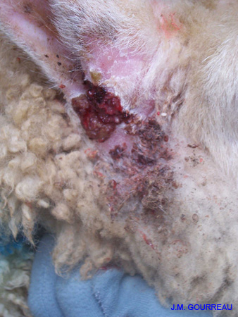 Dermatose ulcéreuse Oreille Champignelles 04 Janv.06 