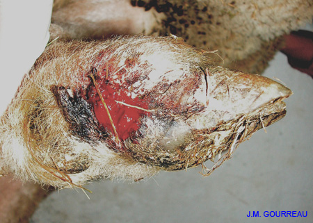 Dermatose ulcéreuse Patte 05