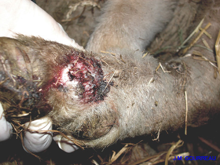 Dermatose ulcéreuse Patte 06