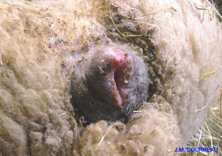 Dermatose ulcéreuse Vulve Champignelles 02 Déc.05