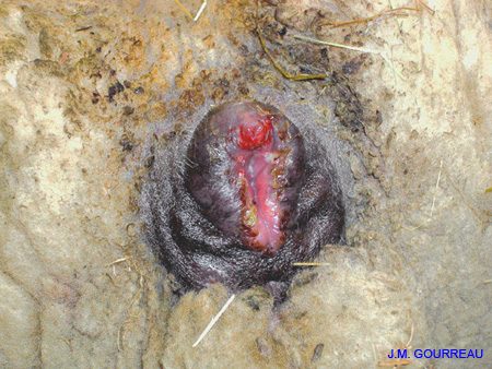 Dermatose ulcéreuse Vulve Champignelles 03 Déc.05