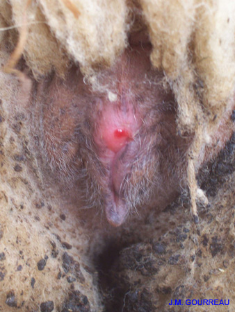 Dermatose ulcéreuse Vulve Champignelles 04 Janv.06 