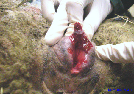 Dermatose ulcéreuse Vulve Champignelles 08 Déc.05