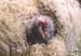 Dermatose ulcéreuse Vulve Champignelles 02 Déc.05