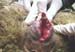 Dermatose ulcéreuse Vulve Champignelles 08 Déc.05
