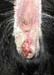 mange_vulva_susan_schoenian