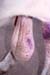 gale_chorioptique_jmgourreau_ov