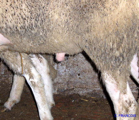 penis_pendulaire_ov
