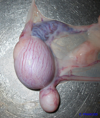 aspect_testicule_abdominal_ov