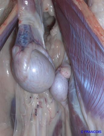testicule_abdominal_ov