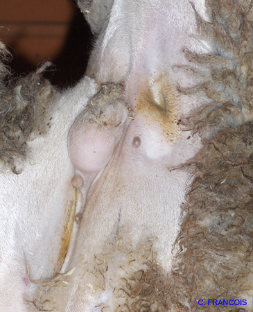testicule_inguinal_ov