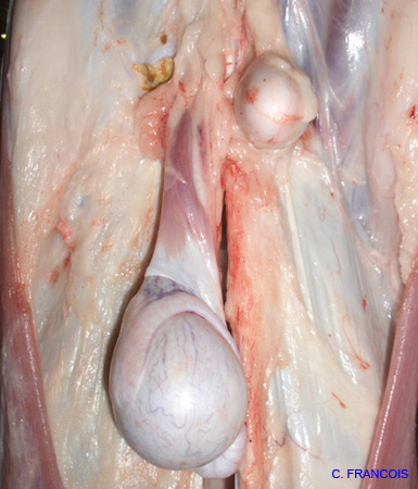 testicule_inguinal_peau_retiree_ov
