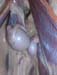 testicule_abdominal_ov