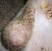 testicule_abdominal_ovin