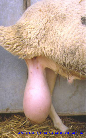 orchiepididymite_jm-blasco_cita_saragosse