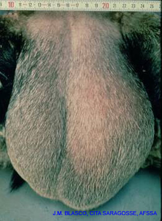 orchiepididymite_jm-blasco_cita_saragosse2