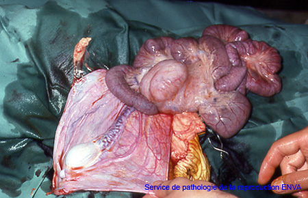 herniescrotale_hernieouverte_ov_pathorepro