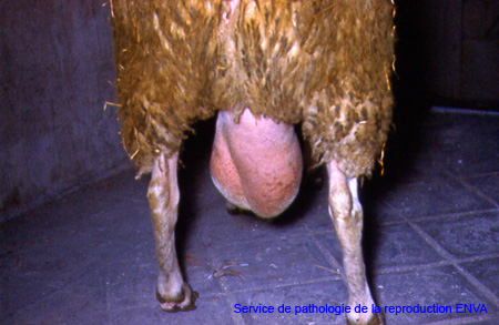 herniescrotale_ov_pathorepro