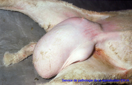 herniescrotale_ov_pathorepro3