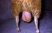 herniescrotale_ov_pathorepro
