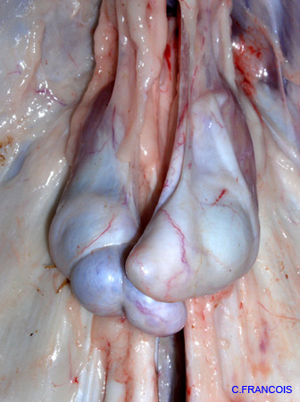 hypoplasie_test_bilat_ov