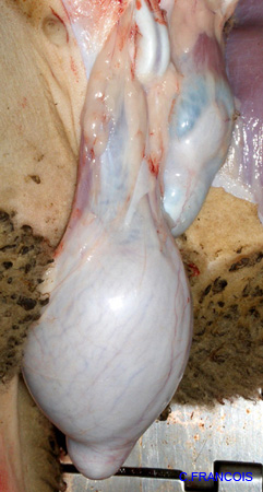 hypoplasie_testiculaire_unilaterale_ov