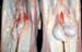 hypoplasie_test_bilat_comparaison_indiv_normal_ov