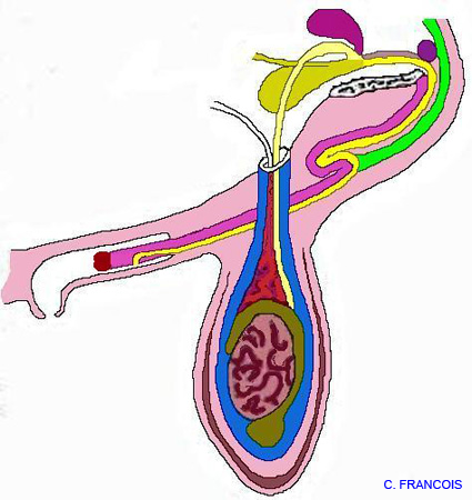 forme_penienne